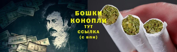 индика Ельня