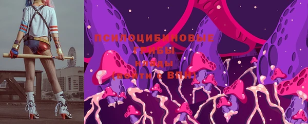 индика Ельня