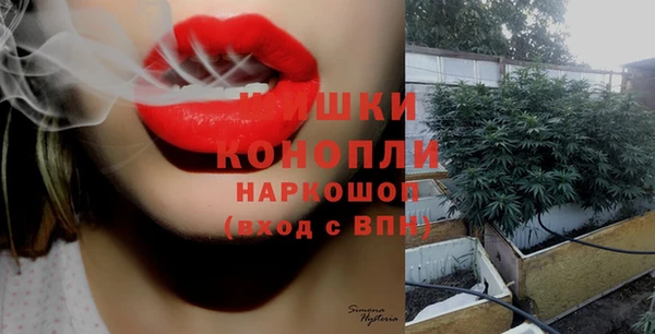 индика Ельня